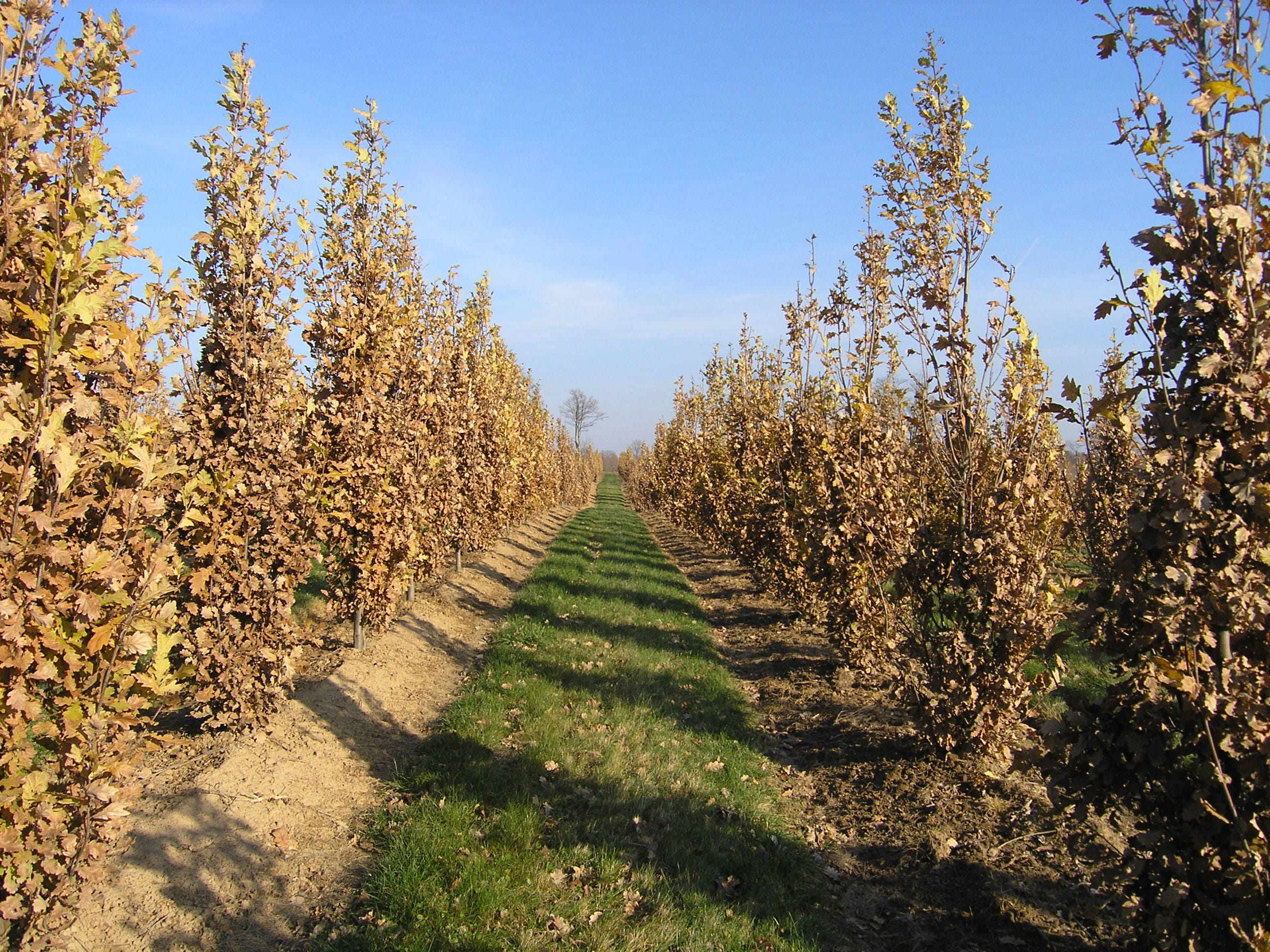 Quercus robur ‘Fastigiata’